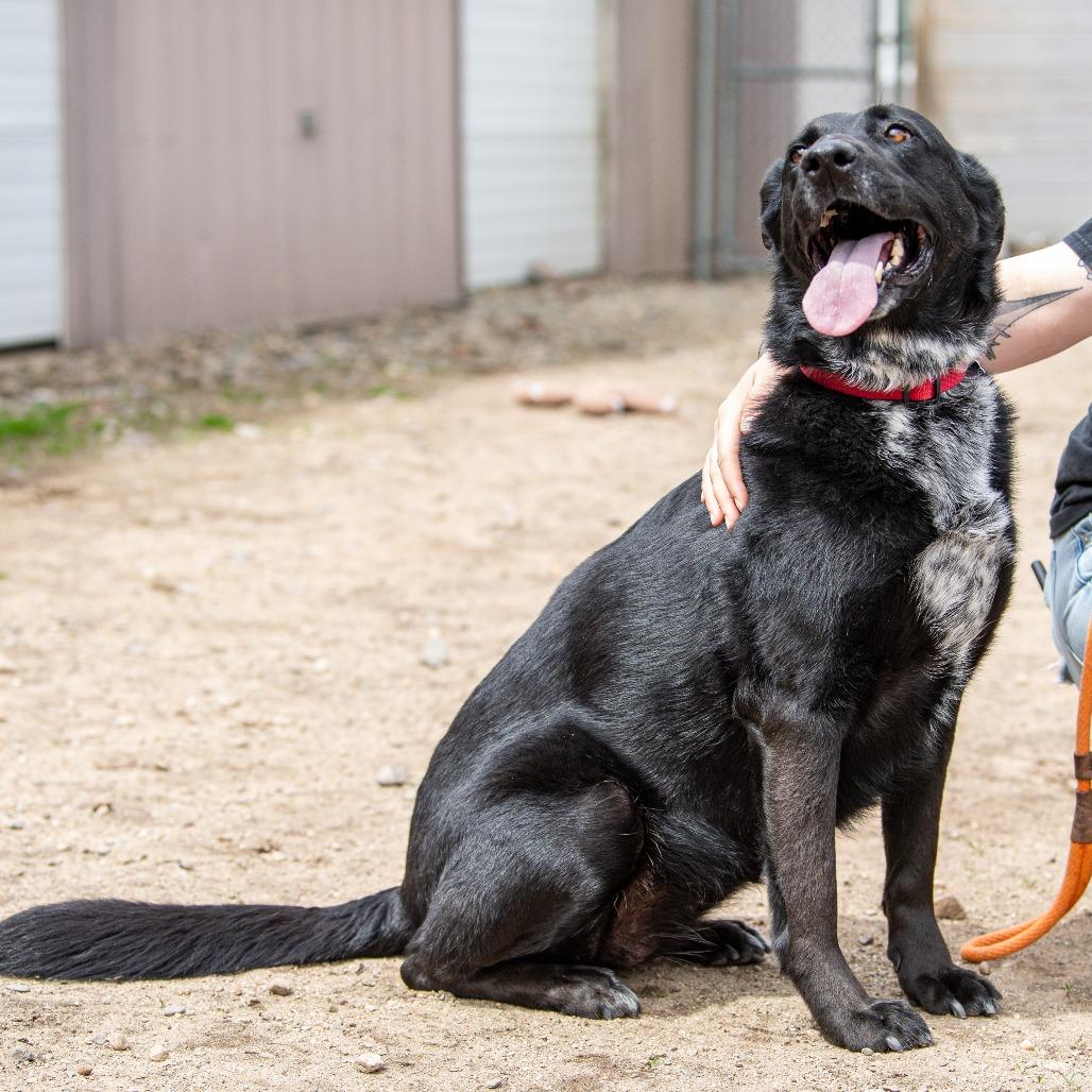 Enlarge Winter, a Adoptable mixed breed in Kennebunk, ME image 6/6