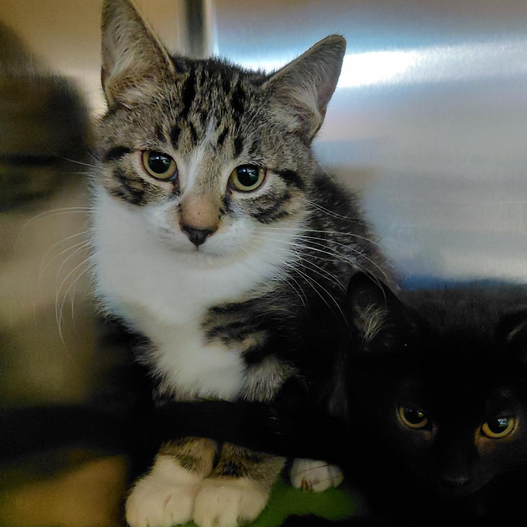 Copycat, Adoptable, Kitten Male American Shorthair.