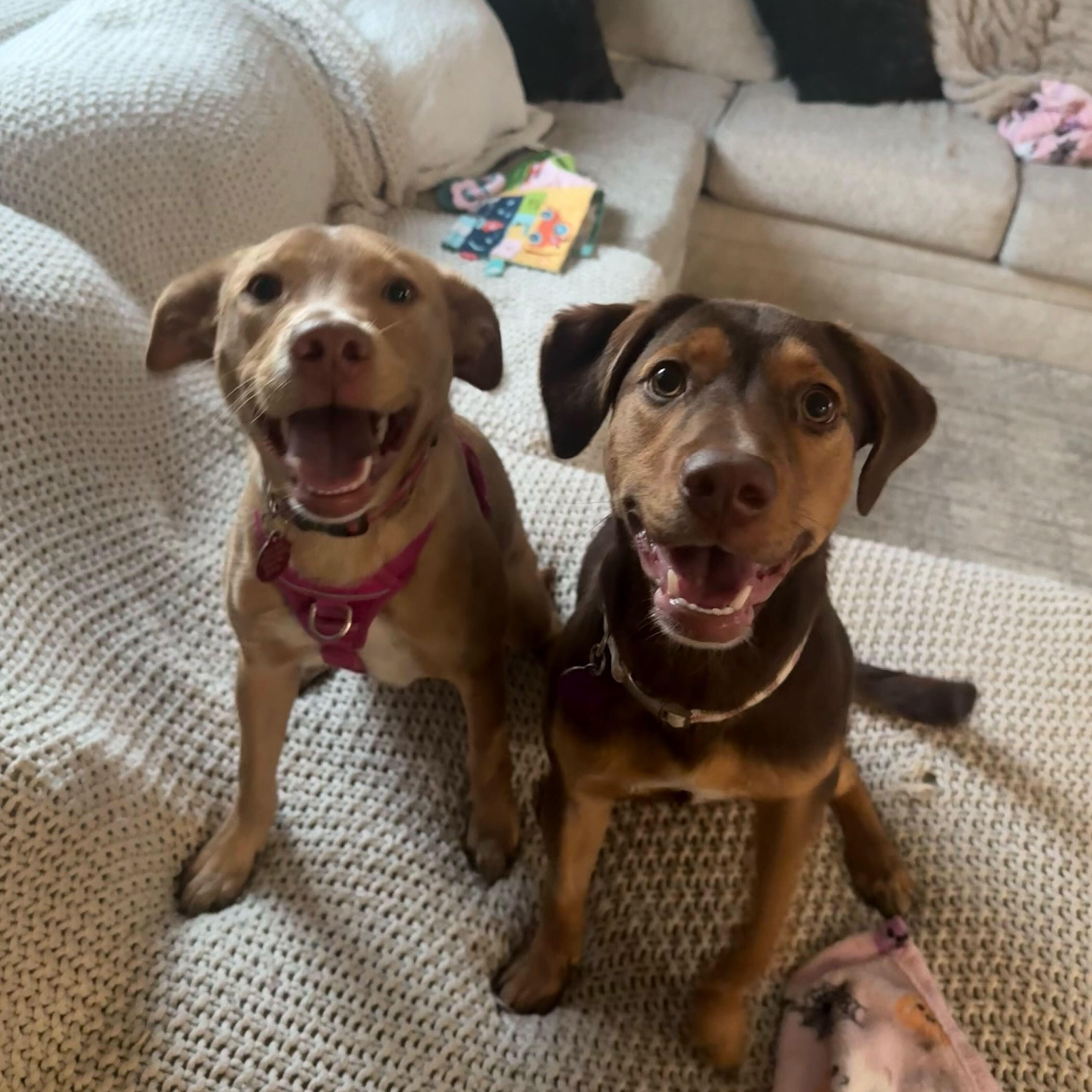 Enlarge Lucee, a Adoptable mixed breed in Addison, IL image 1/5