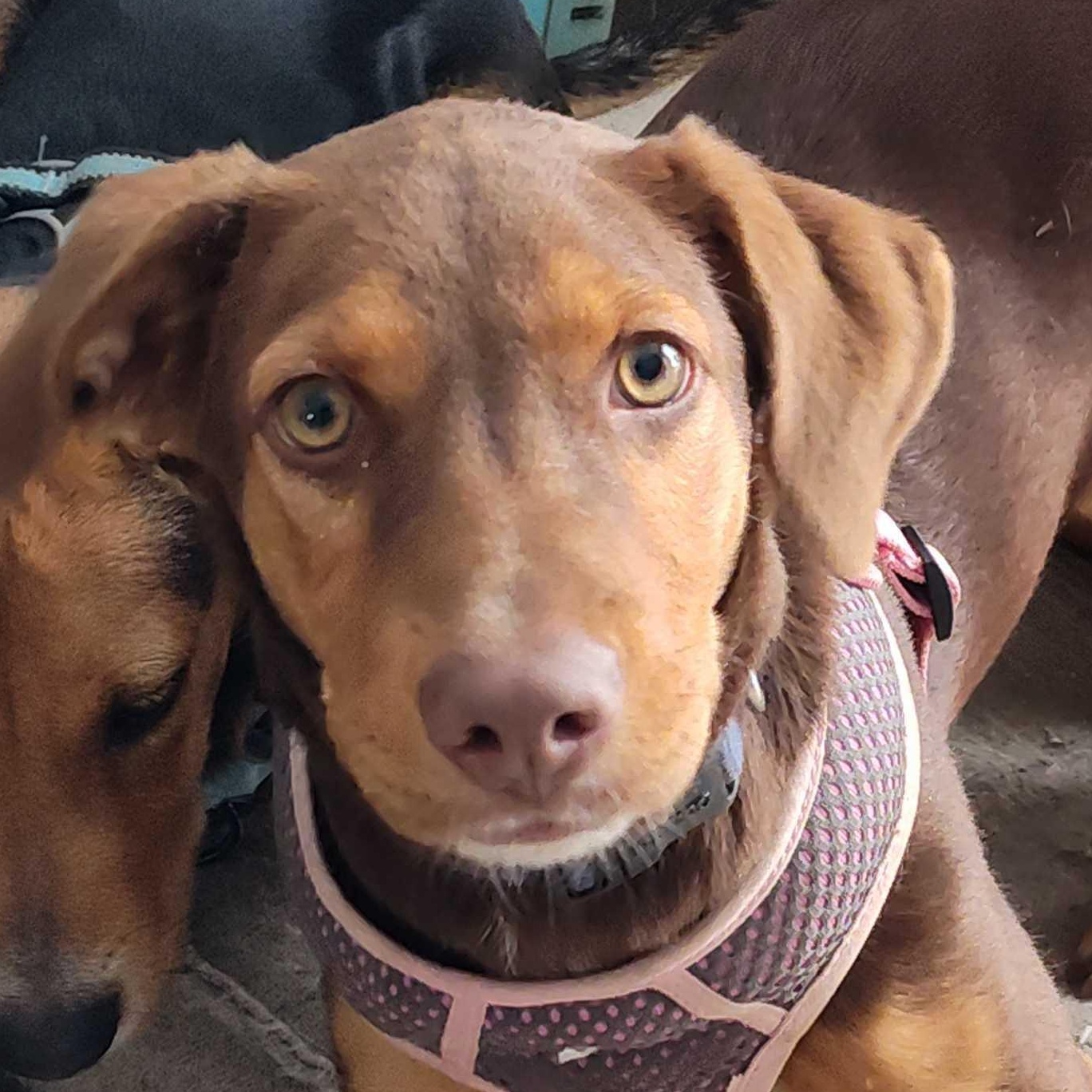 Lucee, a Adoptable mixed breed in Addison, IL image 1/2