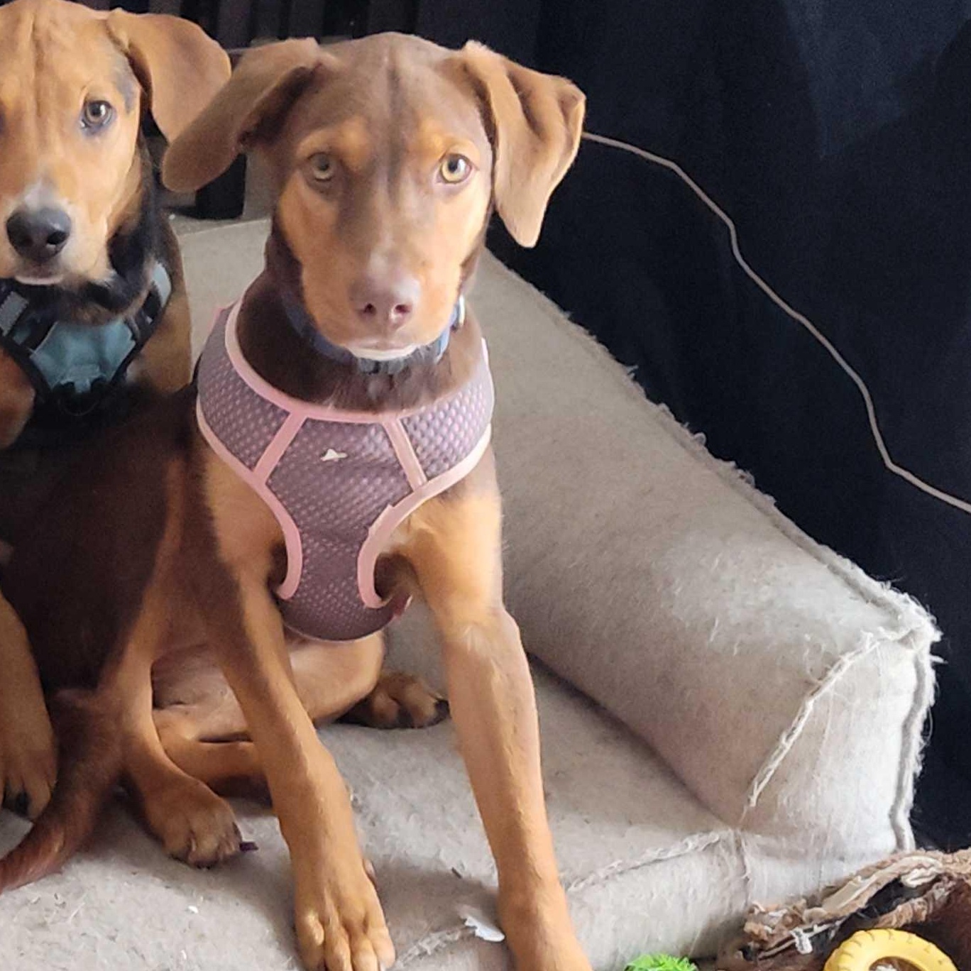 Lucee, a Adoptable mixed breed in Addison, IL image 2/2