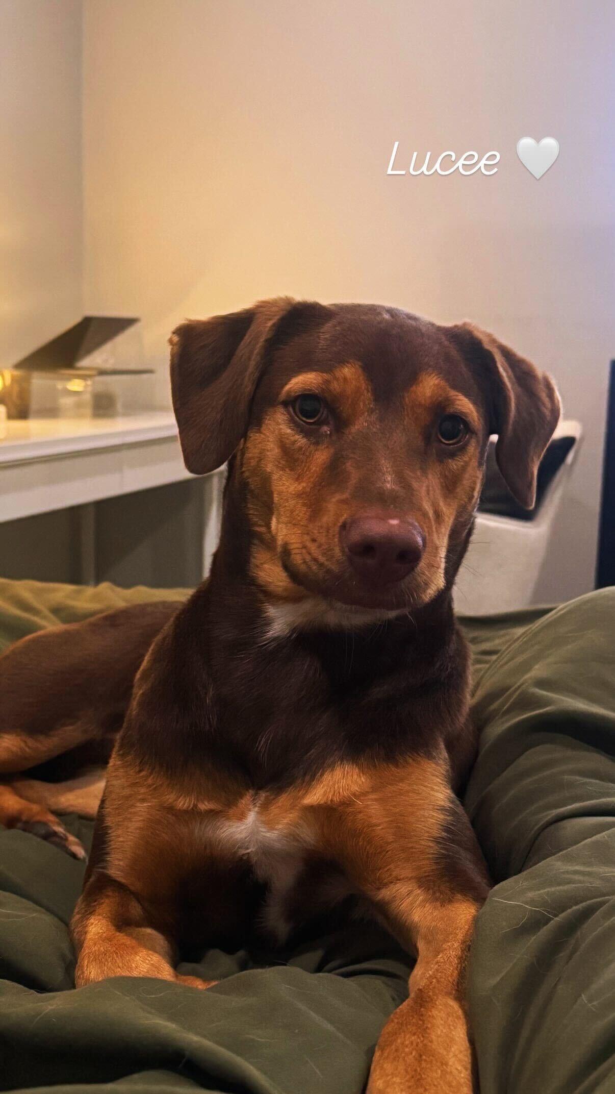 Lucee, Adoptable, Young Female Labrador Retriever.
