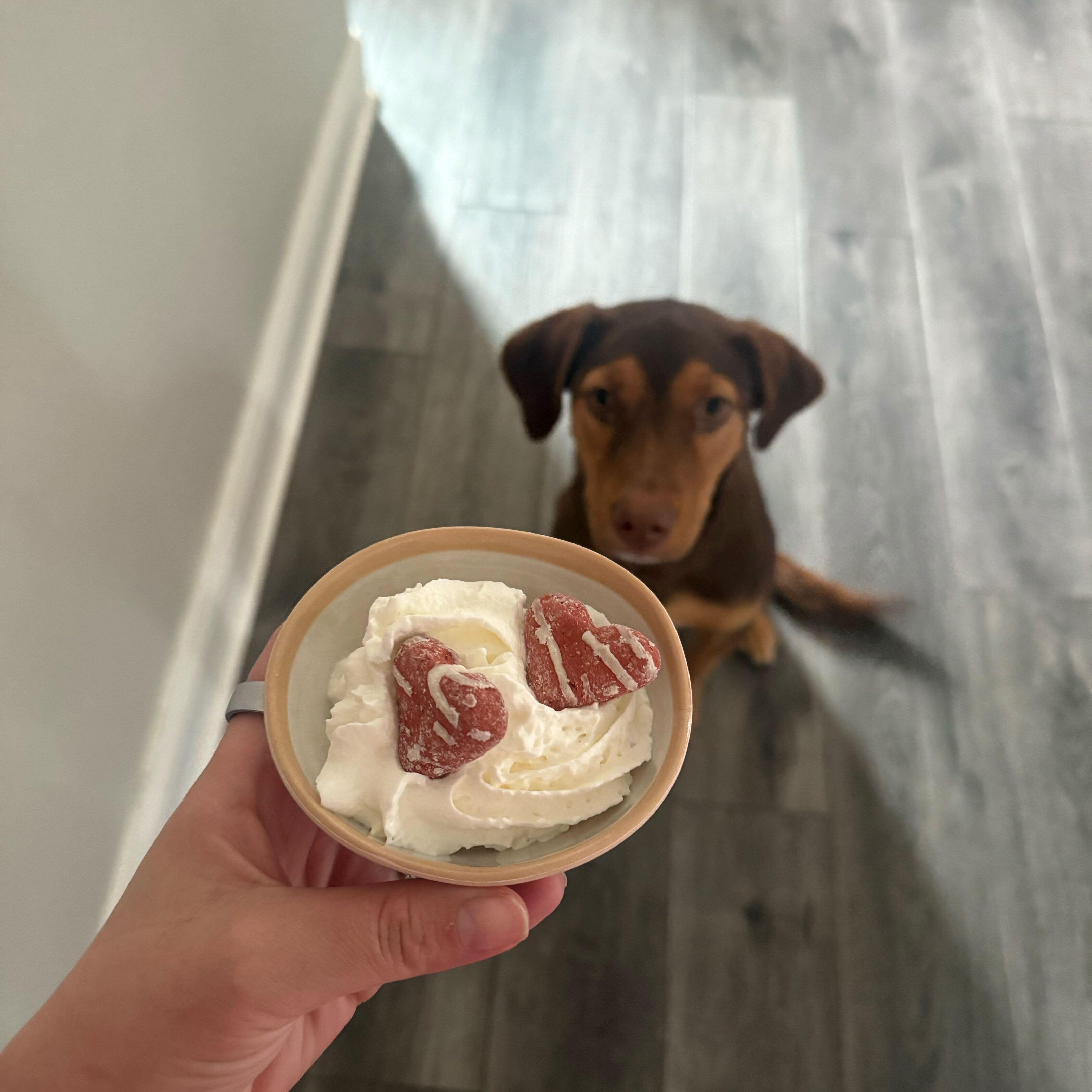 Enlarge Lucee, a Adoptable mixed breed in Addison, IL image 3/5