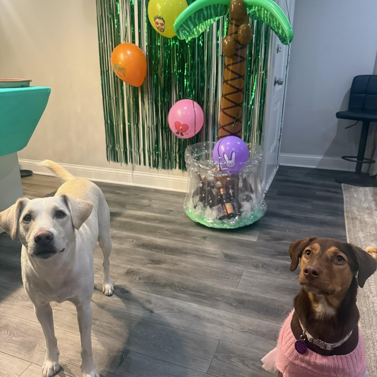 Enlarge Lucee, a Adoptable mixed breed in Addison, IL image 4/5