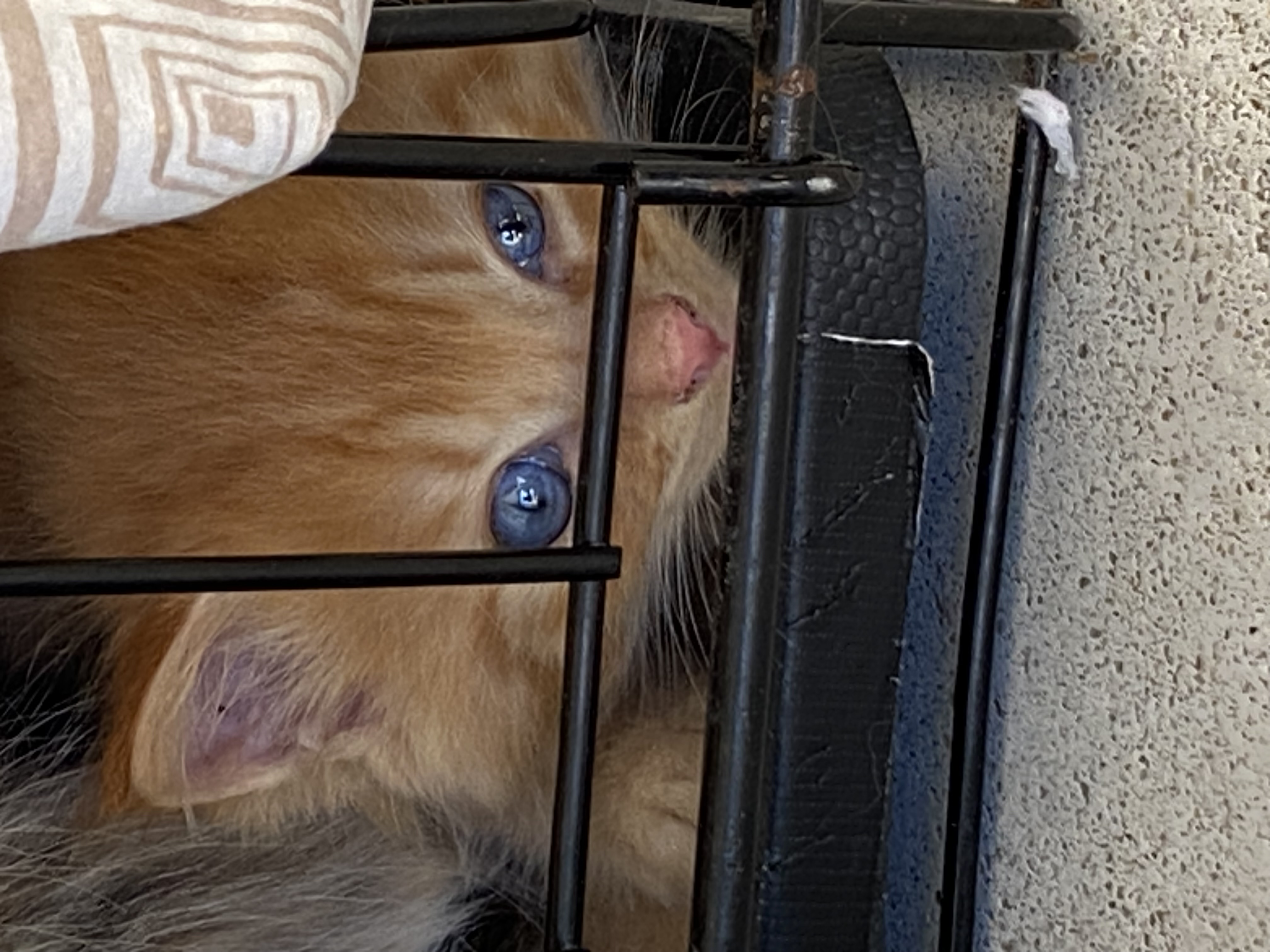 Enlarge Peachy Kitten, a Adopted Domestic Medium Hair in Myrtle Beach , SC image 1/6