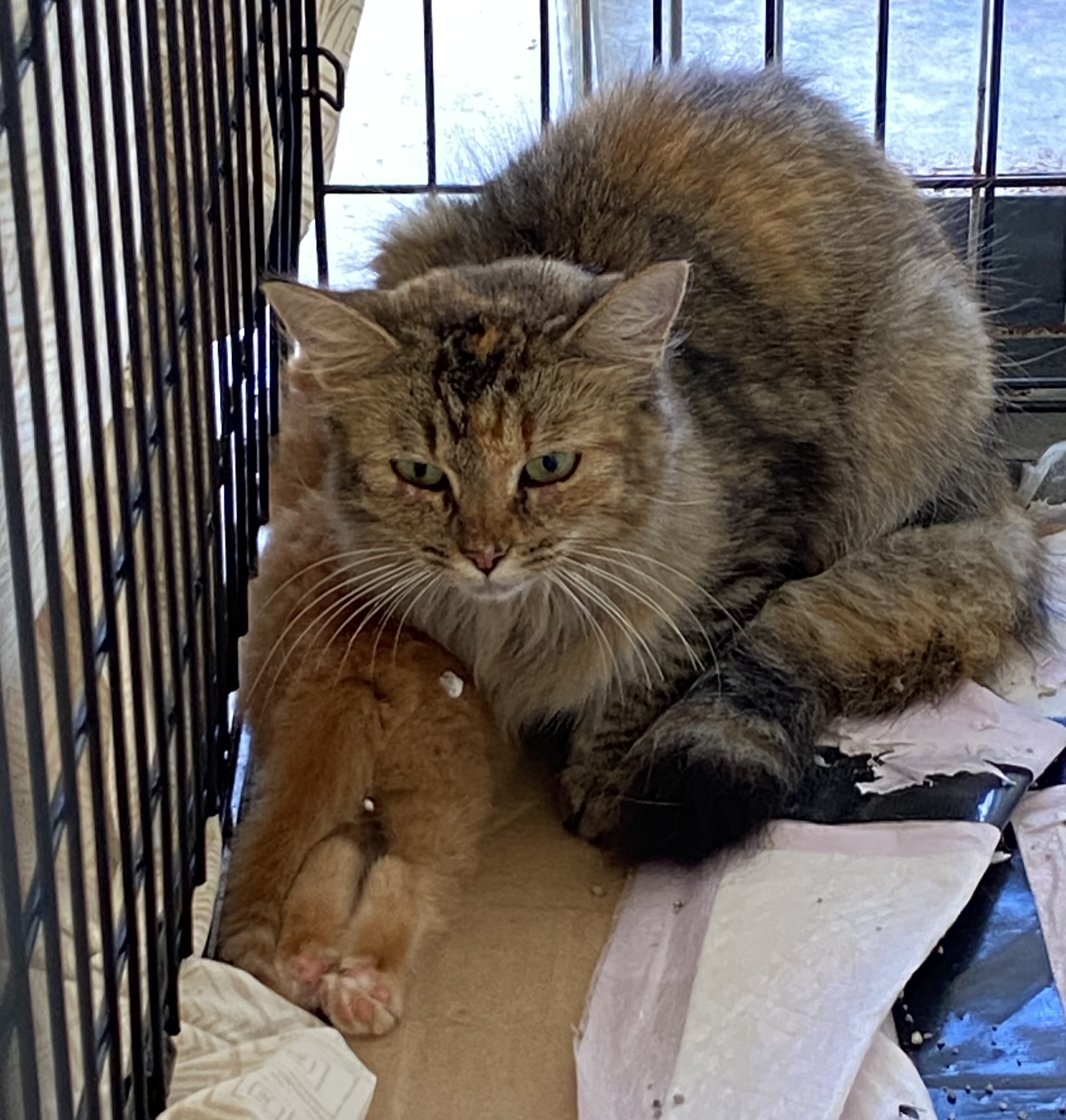 Enlarge Peachy Kitten, a Adopted Domestic Medium Hair in Myrtle Beach , SC image 5/6