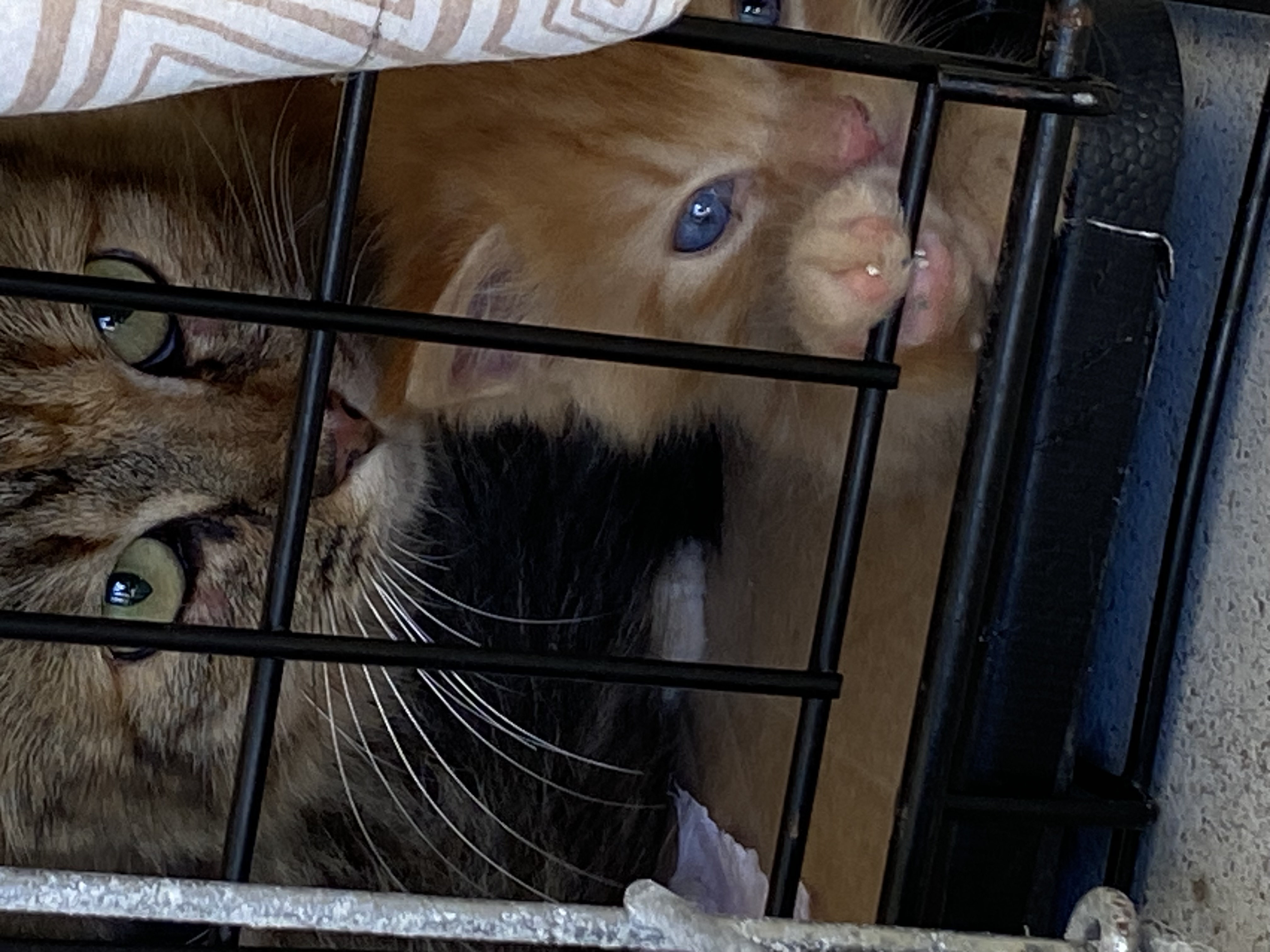 Enlarge Peachy Kitten, a Adopted Domestic Medium Hair in Myrtle Beach , SC image 6/6