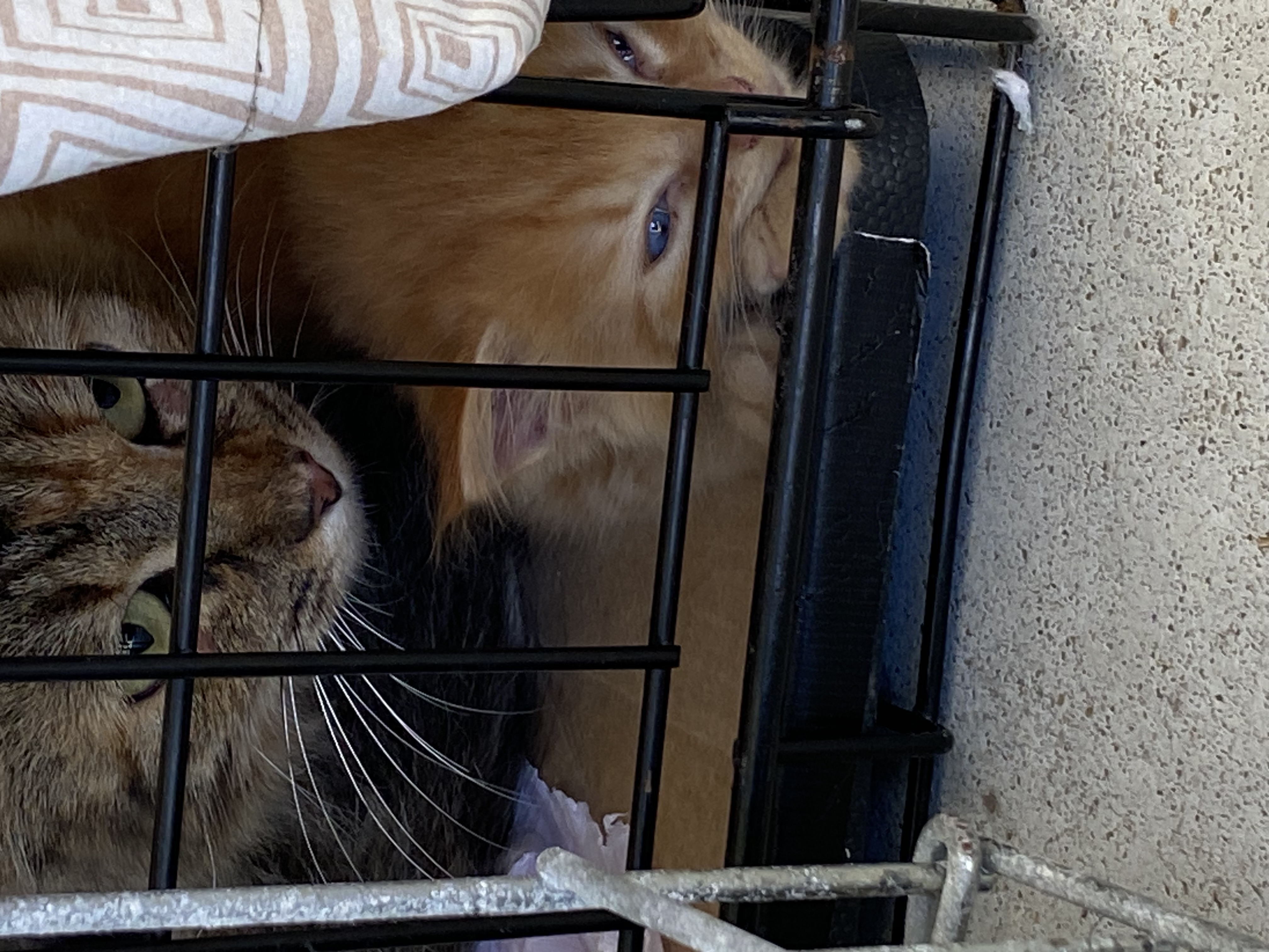 Enlarge Peachy Kitten, a Adopted Domestic Medium Hair in Myrtle Beach , SC image 4/6