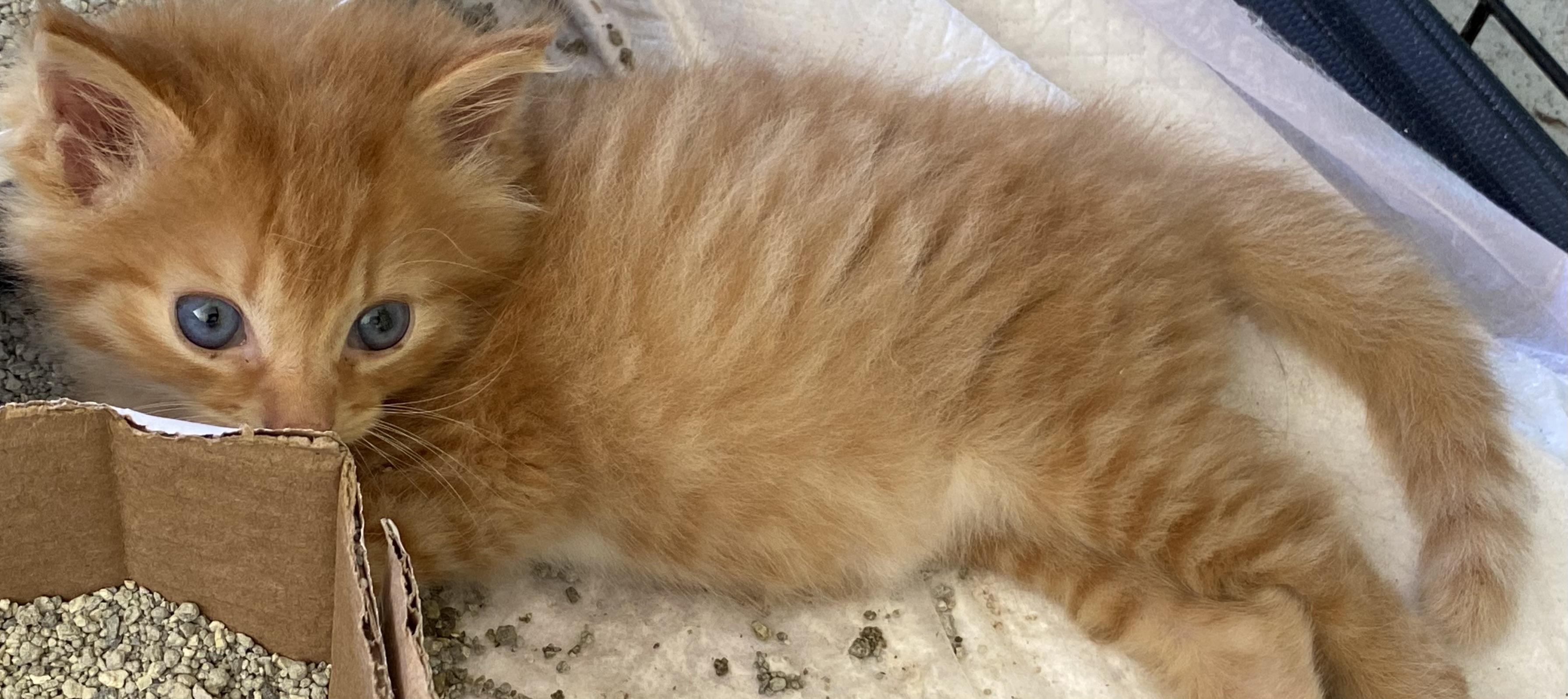Enlarge Peachy Kitten, a Adopted Domestic Medium Hair in Myrtle Beach , SC image 3/6