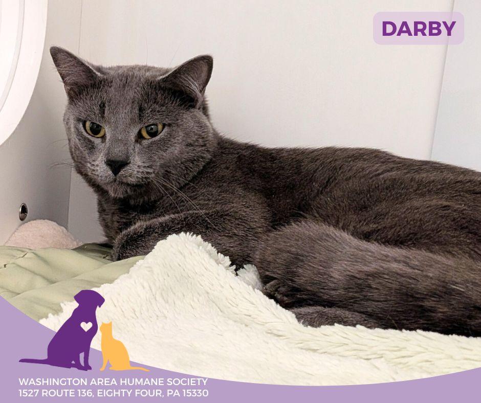 Enlarge Darby, an adopted mixed breed in Eighty Four, PA image 1/1