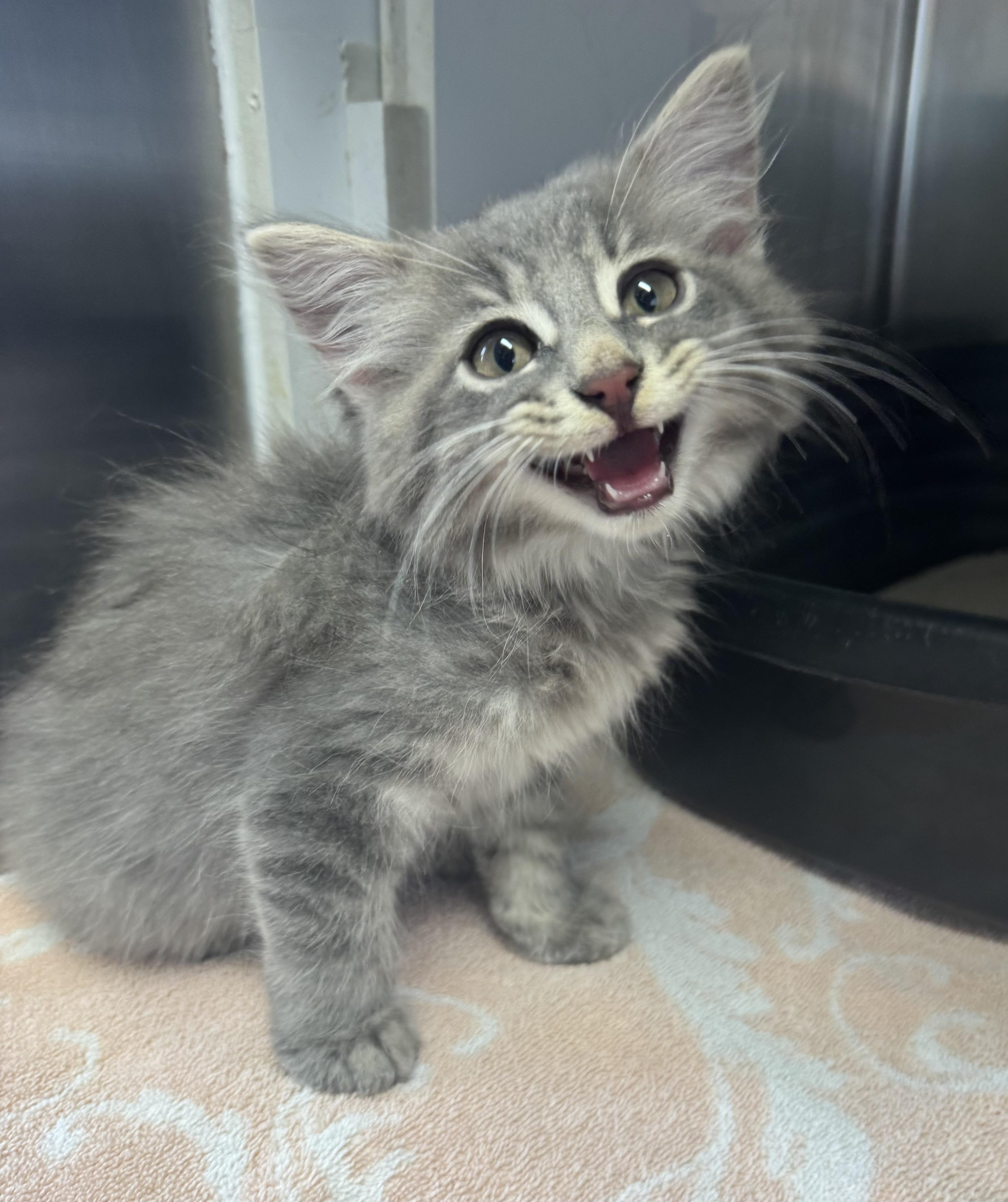 Anchor, Adopted, Kitten Male Domestic Long Hair.