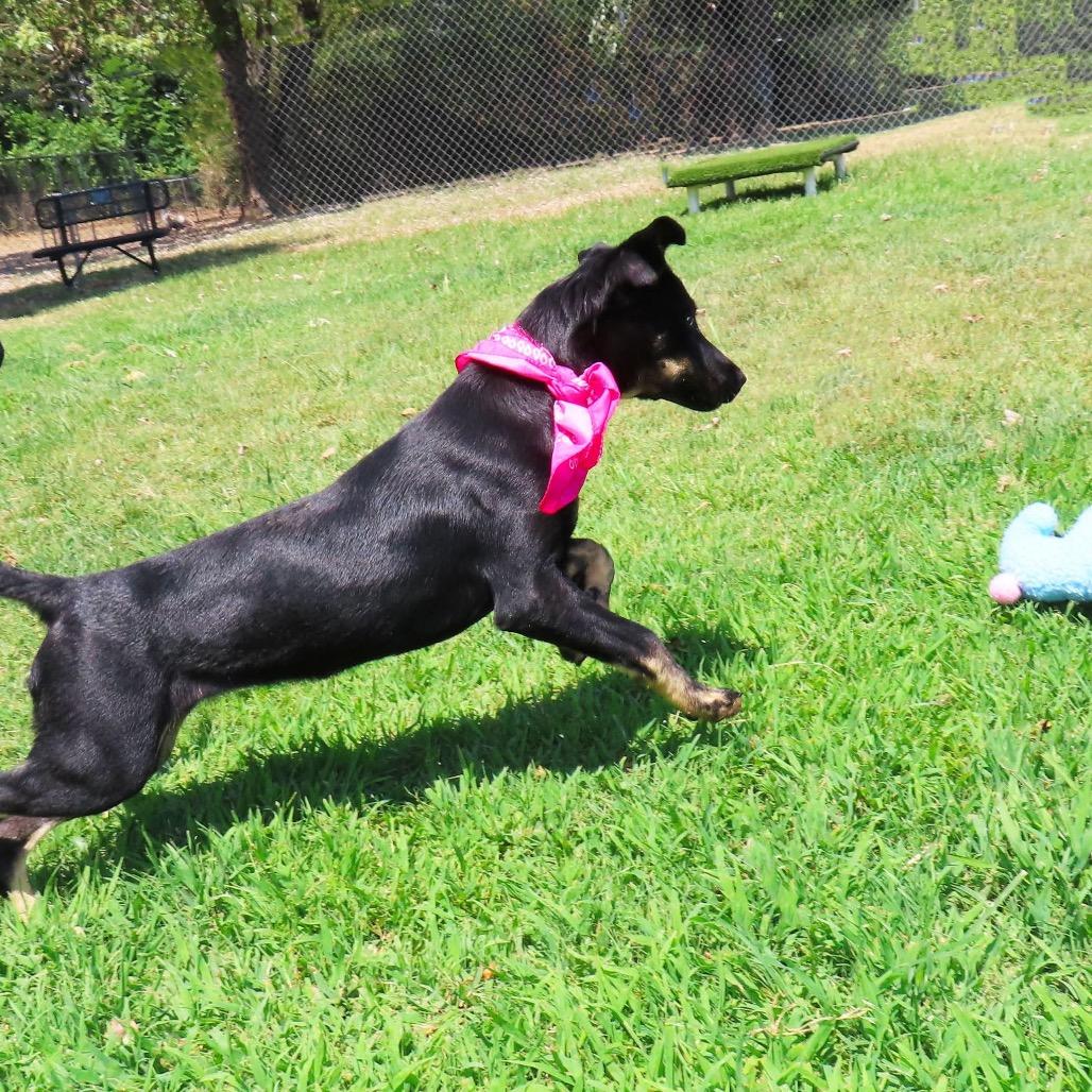 Lexi, ADOPTABLE, Young • Female, Australian Kelpie & Shepherd.