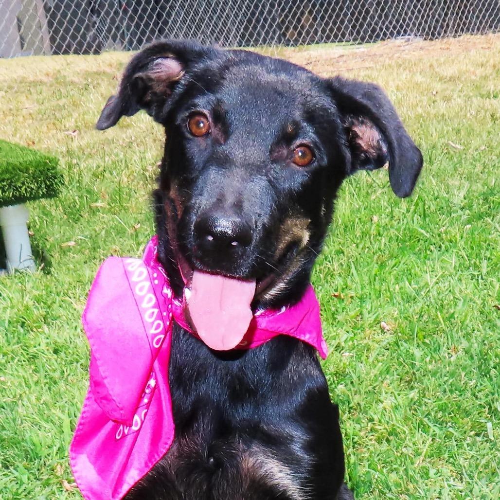 Enlarge Lexi, a Adoptable mixed breed in Wadena, MN image 2/5