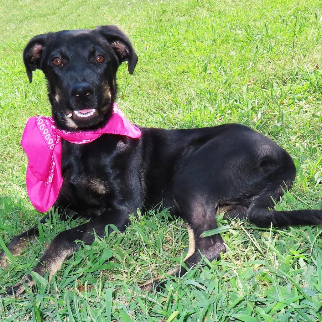 Enlarge Lexi, a Adoptable mixed breed in Wadena, MN image 3/5