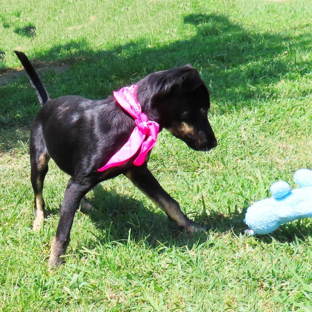 Enlarge Lexi, a Adoptable mixed breed in Wadena, MN image 5/5