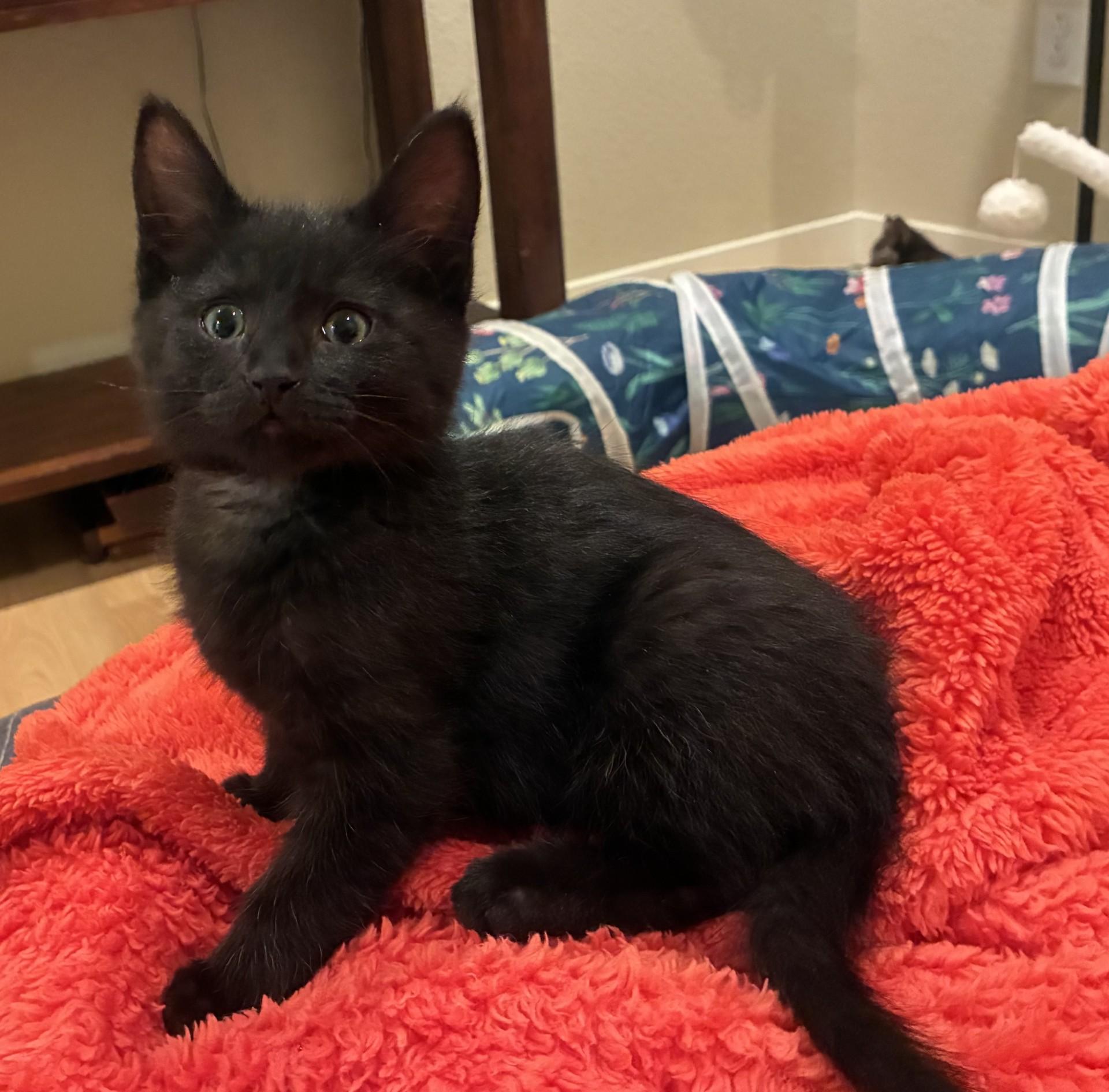 Vixen C conrad, an adopted Domestic Short Hair in Denver, CO image 1/2