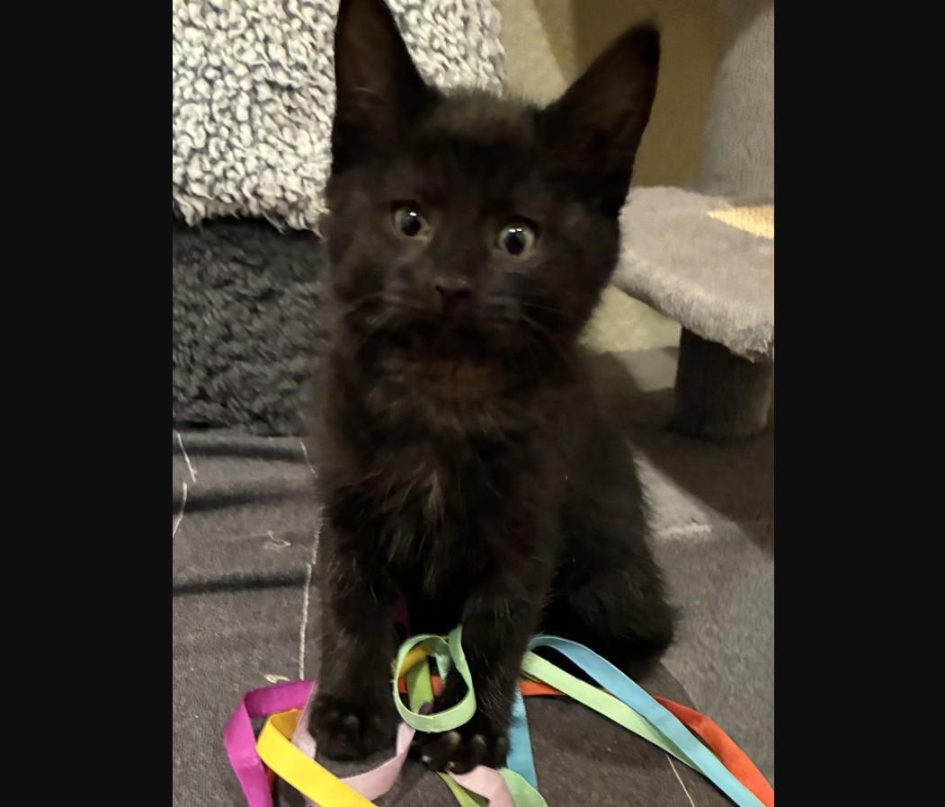 Vixen C conrad, an adopted Domestic Short Hair in Denver, CO image 2/2