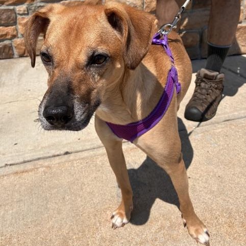 Enlarge Sparrow, a Adoptable mixed breed in Stanhope, NJ image 5/5