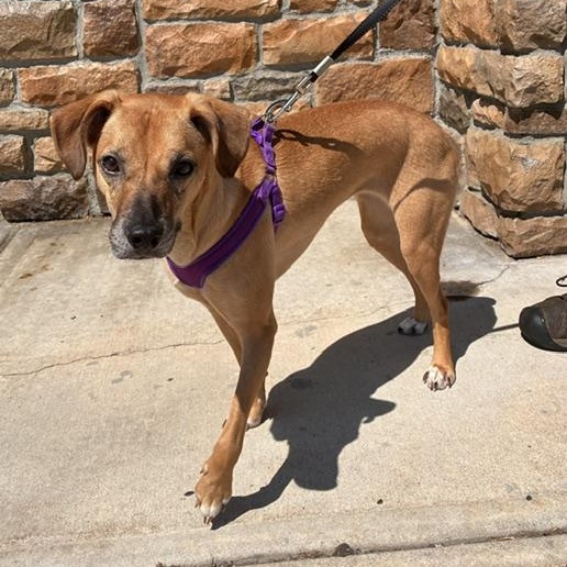 Enlarge Sparrow, a Adoptable mixed breed in Stanhope, NJ image 1/5