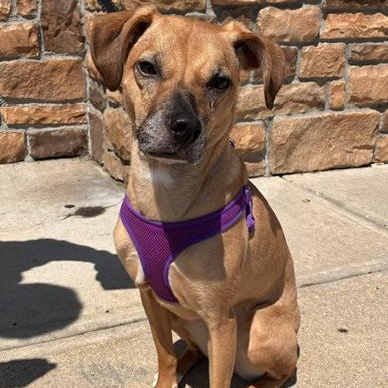Enlarge Sparrow, a Adoptable mixed breed in Stanhope, NJ image 2/5