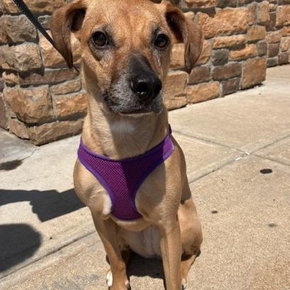 Enlarge Sparrow, a Adoptable mixed breed in Stanhope, NJ image 4/5