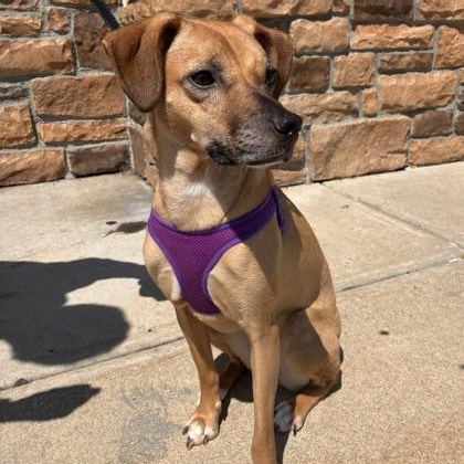 Enlarge Sparrow, a Adoptable mixed breed in Stanhope, NJ image 3/5