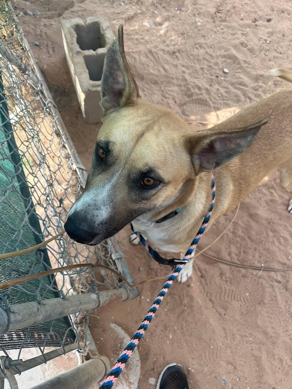 Neo, Adoptable, Adult Male Shepherd.