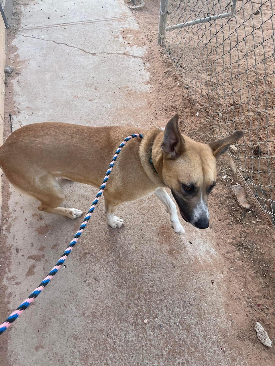 Enlarge Neo, a Adoptable Shepherd in El Paso, TX image 2/3