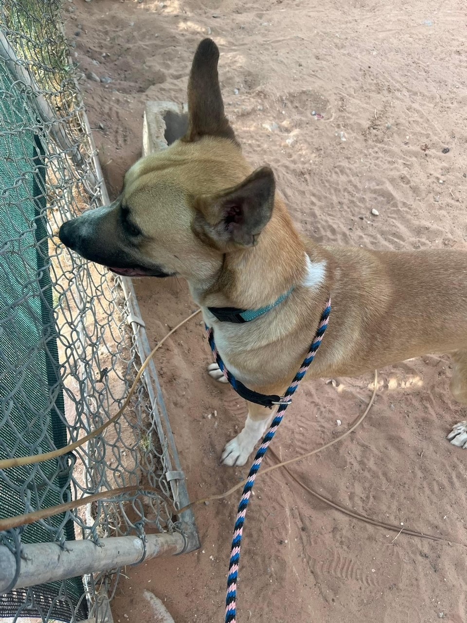 Enlarge Neo, a Adoptable Shepherd in El Paso, TX image 3/3