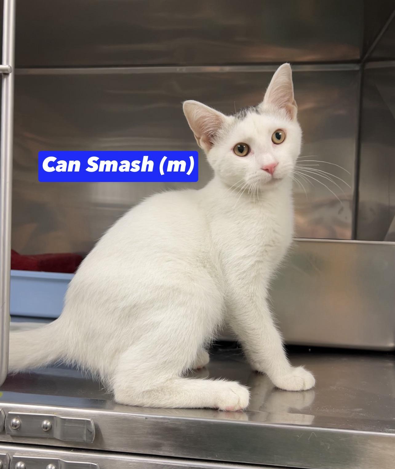 Can Smash, adopted, Kitten Male Domestic Short Hair.