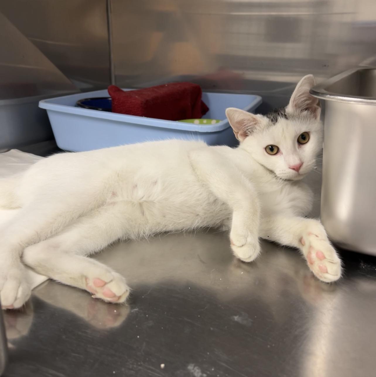 Can Smash, an adopted Domestic Short Hair in Montville, NJ image 2/2