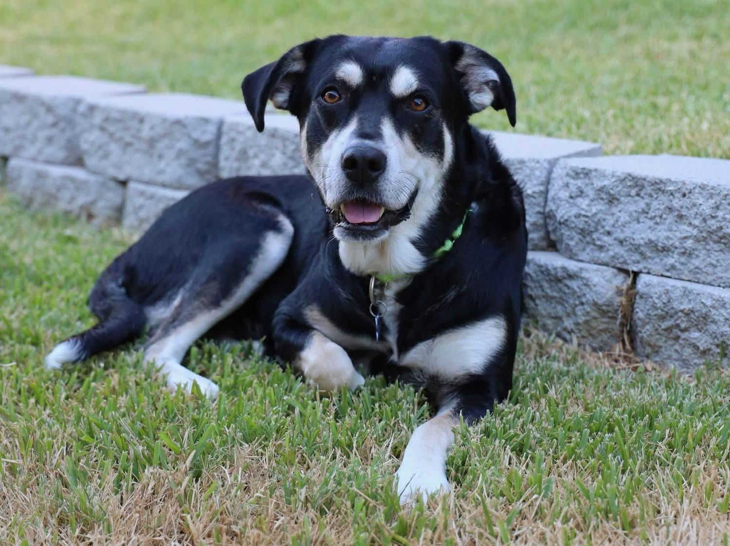 Enlarge Bonnie, a Adoptable mixed breed in Southlake, TX image 2/6