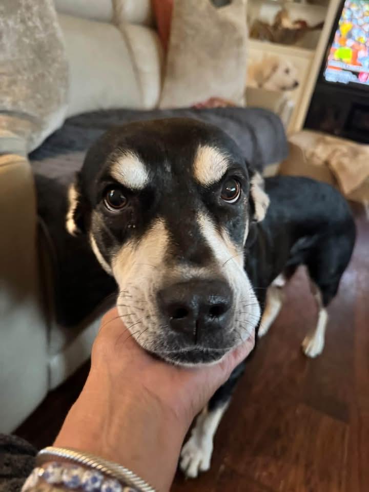 Enlarge Bonnie, a Adoptable mixed breed in Southlake, TX image 1/6