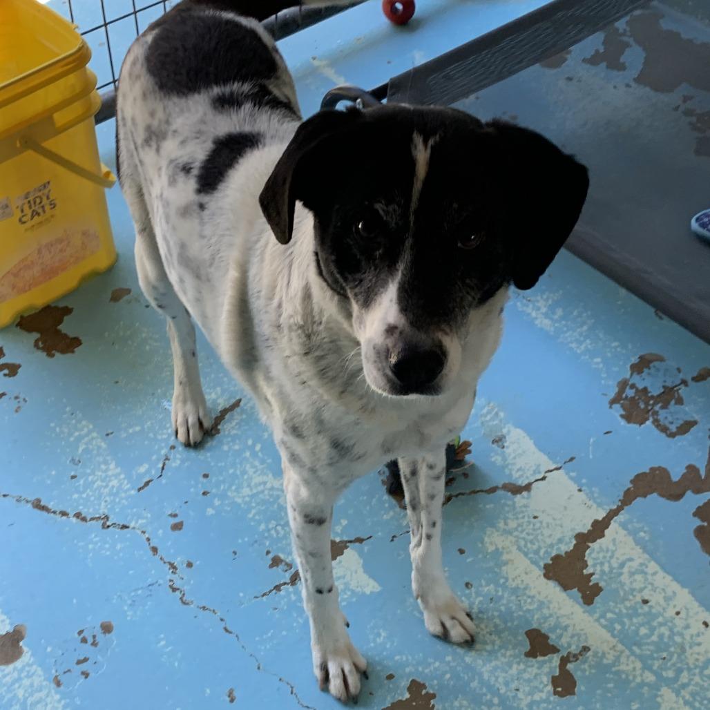 Whiteout, Adoptable, Senior Male Border Collie.