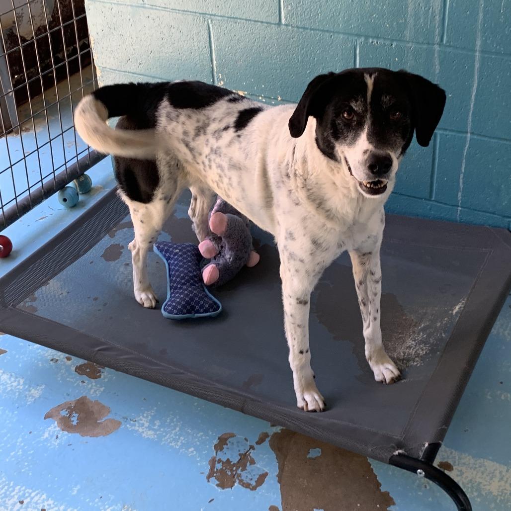 Whiteout, a Adoptable Border Collie in Hearne, TX image 2/2