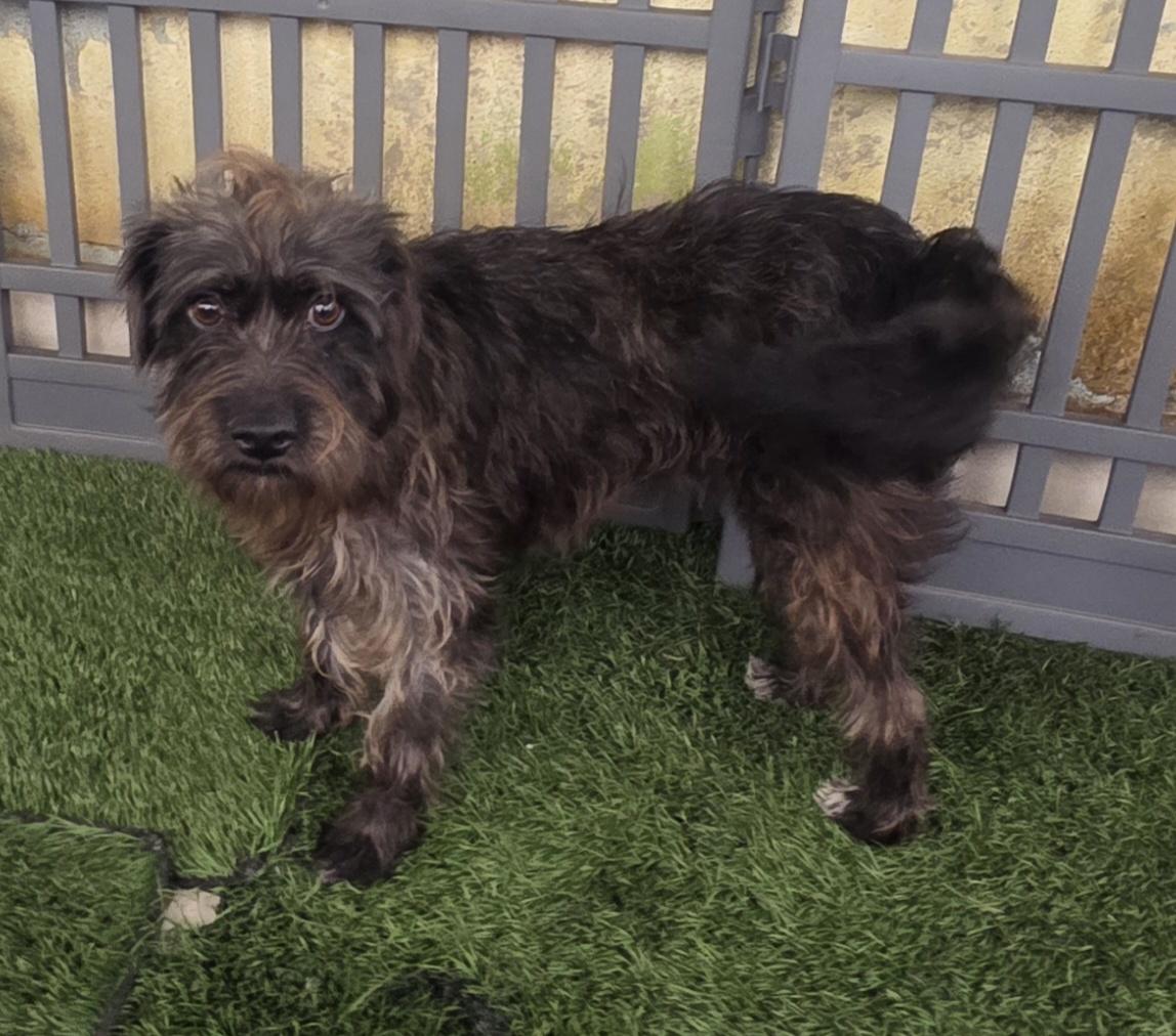 Enlarge Lyka, a ADOPTABLE mixed breed in Fallbrook, CA image 4/6
