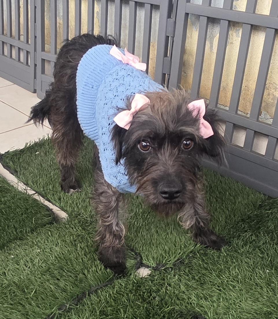 Lyka, ADOPTABLE, Young Female Miniature Schnauzer & Norfolk Terrier.