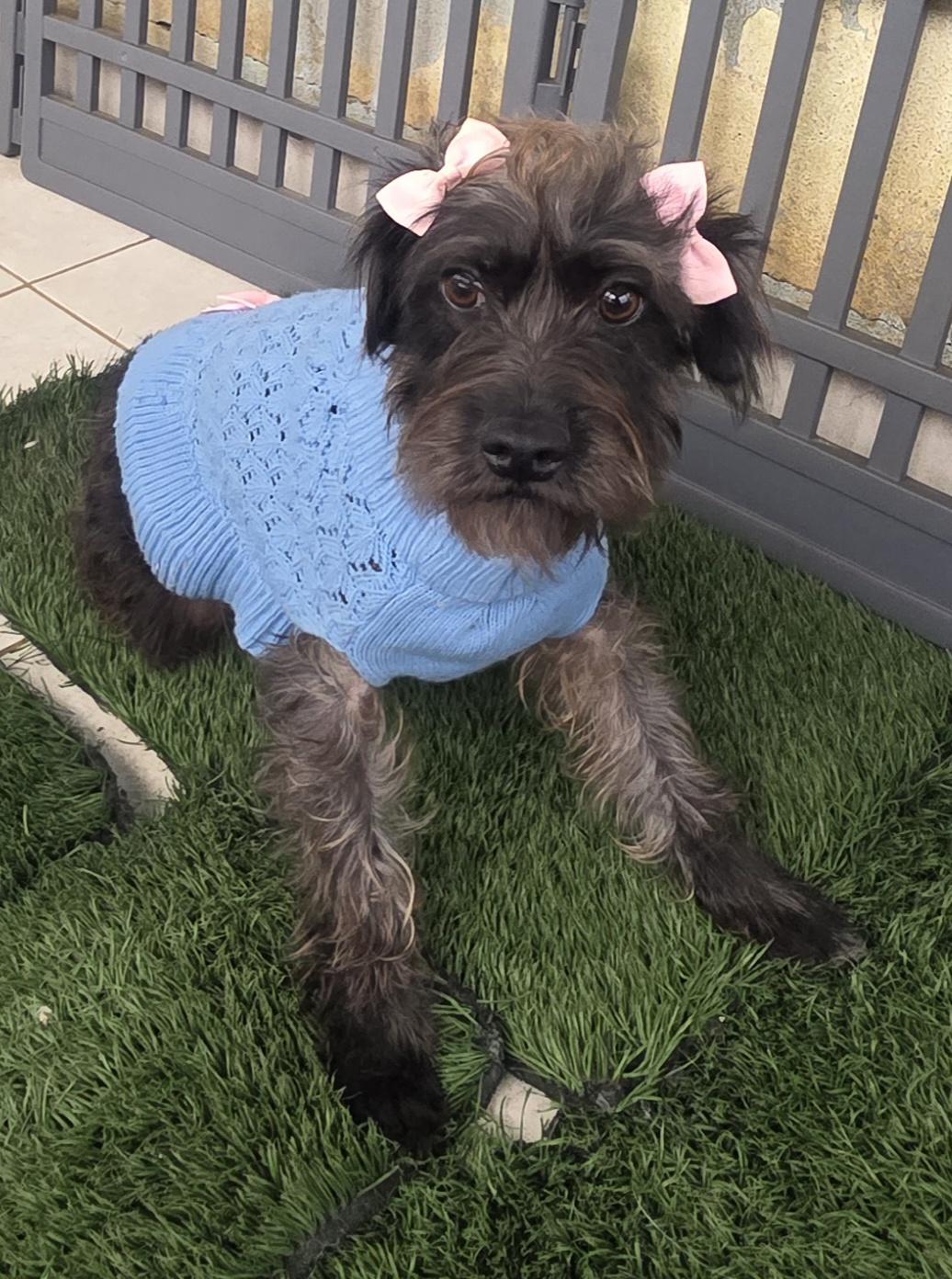 Enlarge Lyka, a ADOPTABLE mixed breed in Fallbrook, CA image 3/6