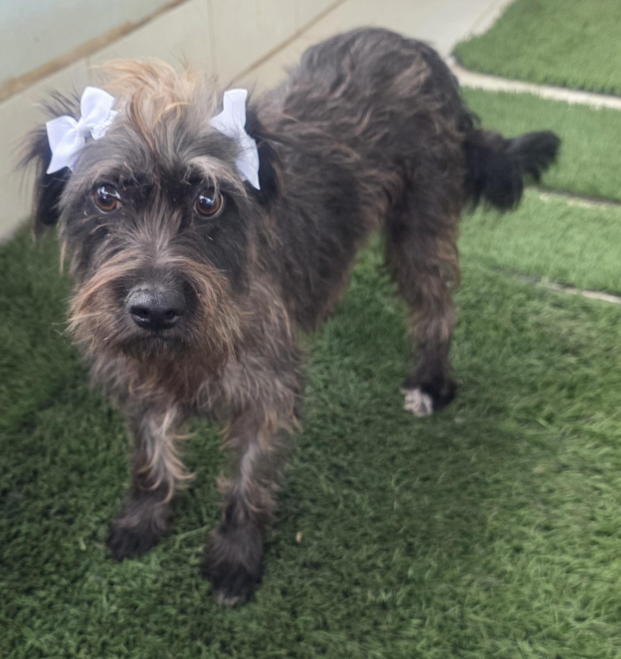 Enlarge Lyka, a ADOPTABLE mixed breed in Fallbrook, CA image 5/6