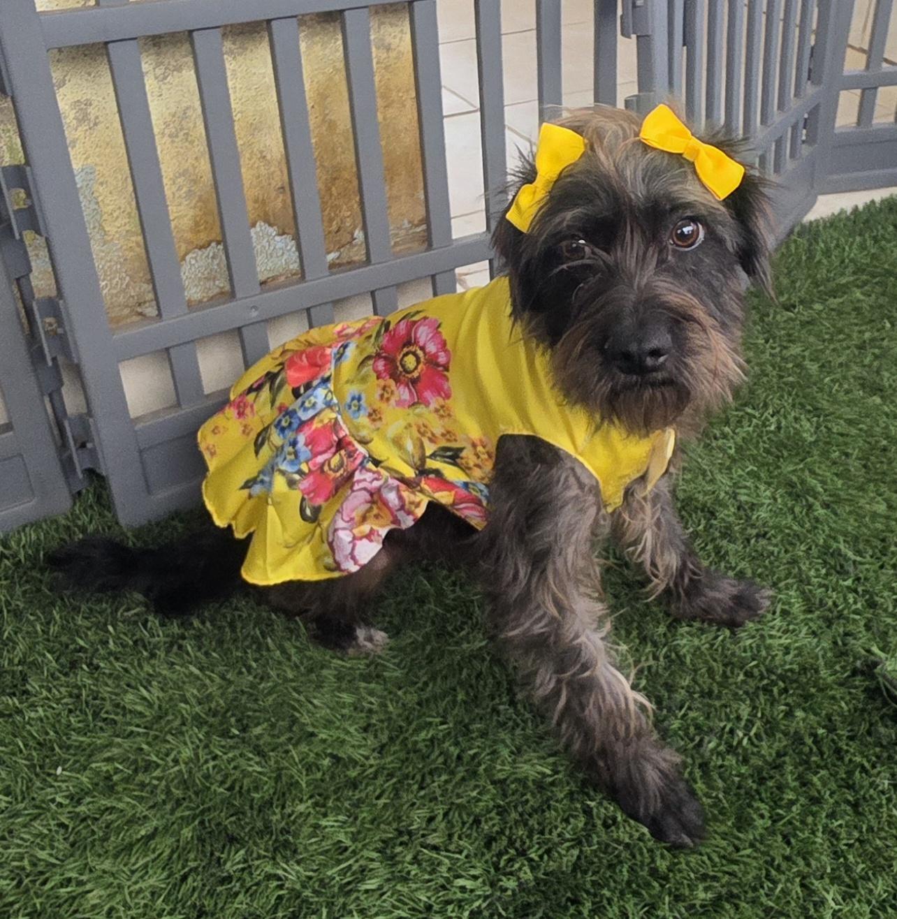 Enlarge Lyka, a ADOPTABLE mixed breed in Fallbrook, CA image 2/6