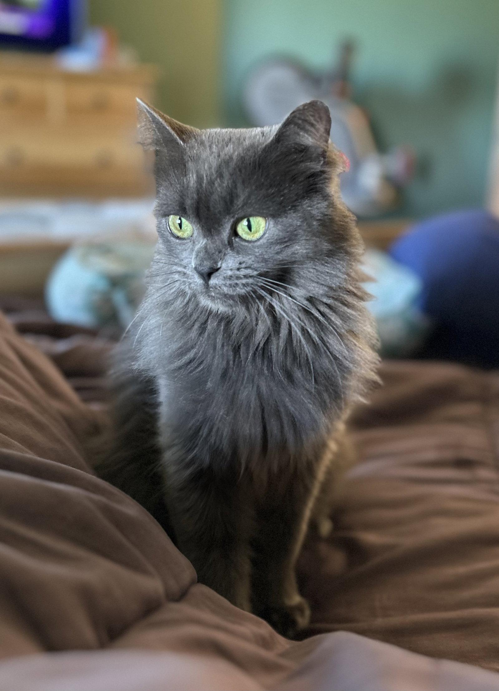 Fairium, Adoptable, Young Female Domestic Medium Hair.