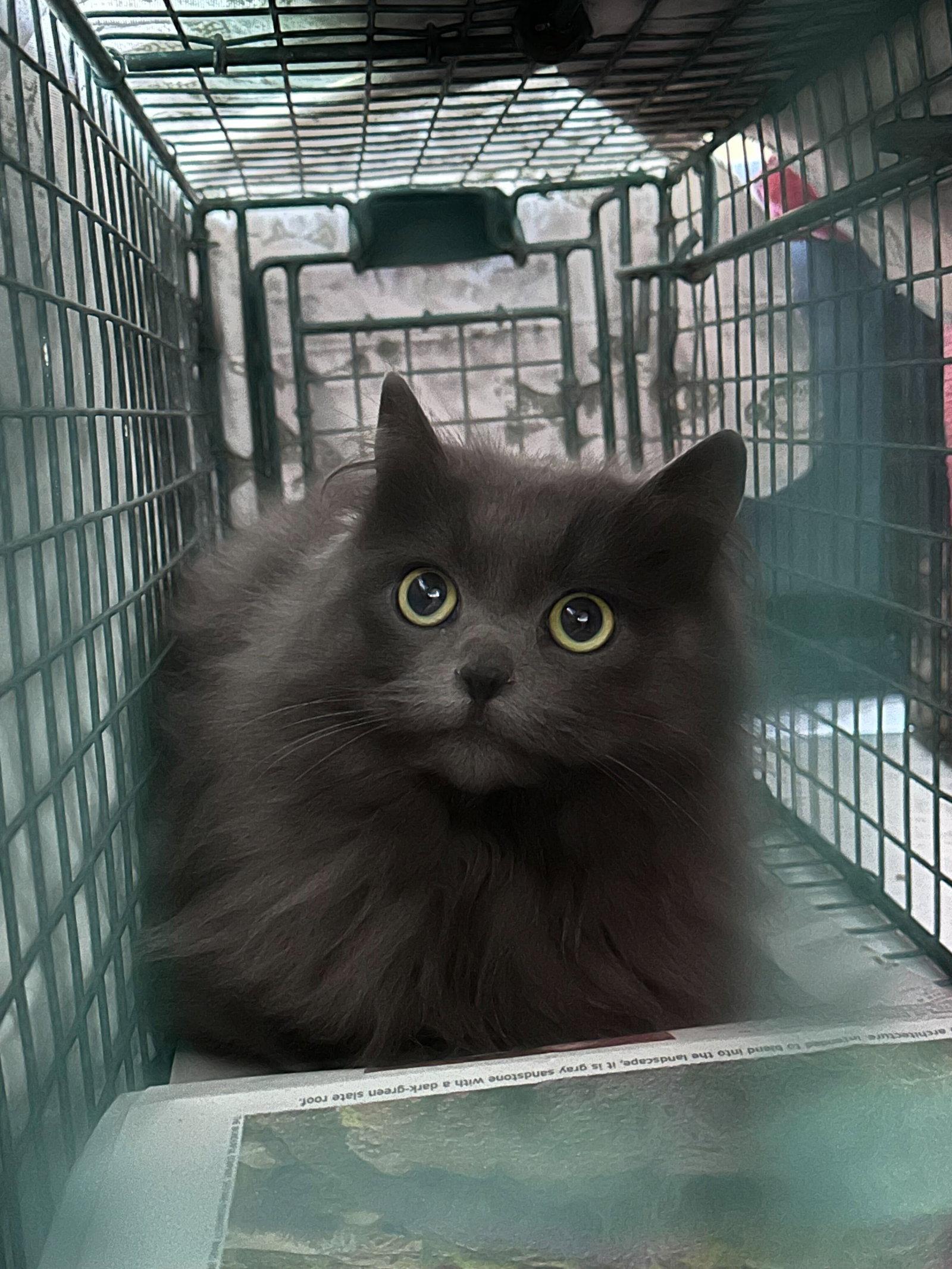 Fairium, a Adoptable Domestic Medium Hair in Colorado Springs, CO image 2/2