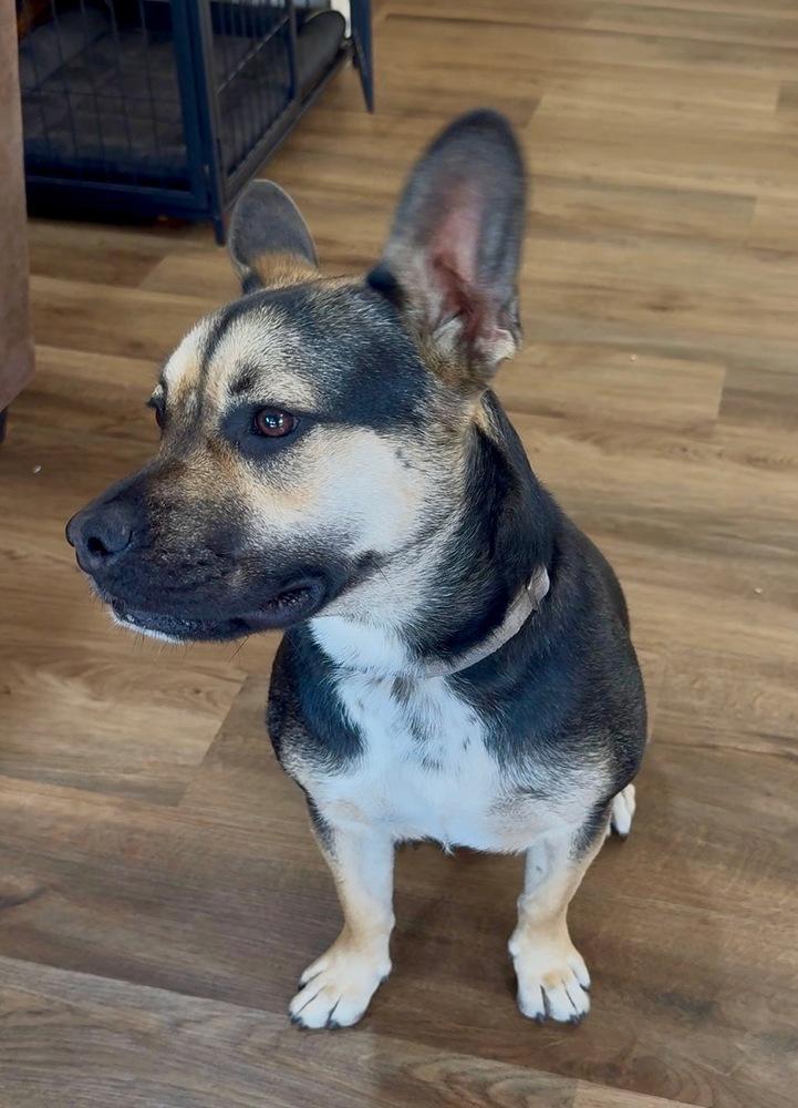 Nugget, Adoptable, Puppy Female Cattle Dog & French Bulldog.