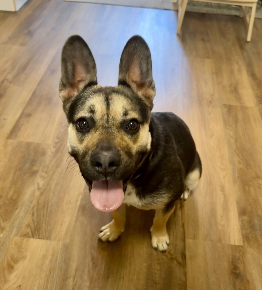 Enlarge Nugget, a Adoptable mixed breed in Pleasant Hill, CA image 2/6
