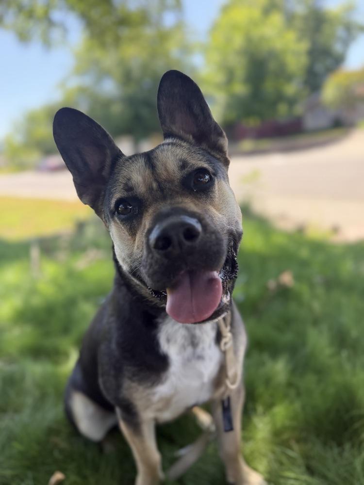 Enlarge Nugget, a Adoptable mixed breed in Pleasant Hill, CA image 3/6