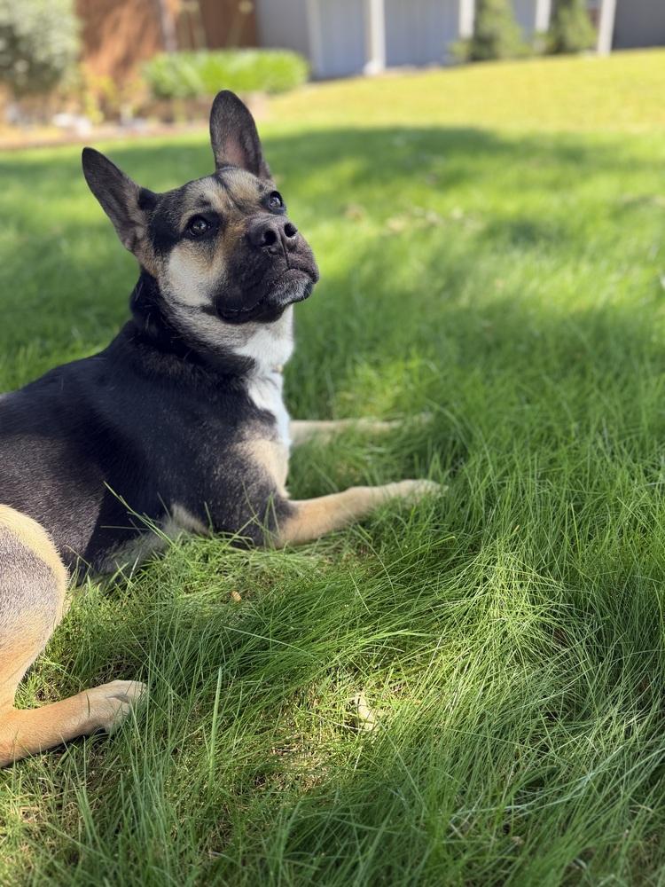 Enlarge Nugget, a Adoptable mixed breed in Pleasant Hill, CA image 4/6