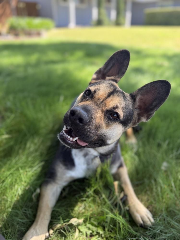 Enlarge Nugget, a Adoptable mixed breed in Pleasant Hill, CA image 6/6