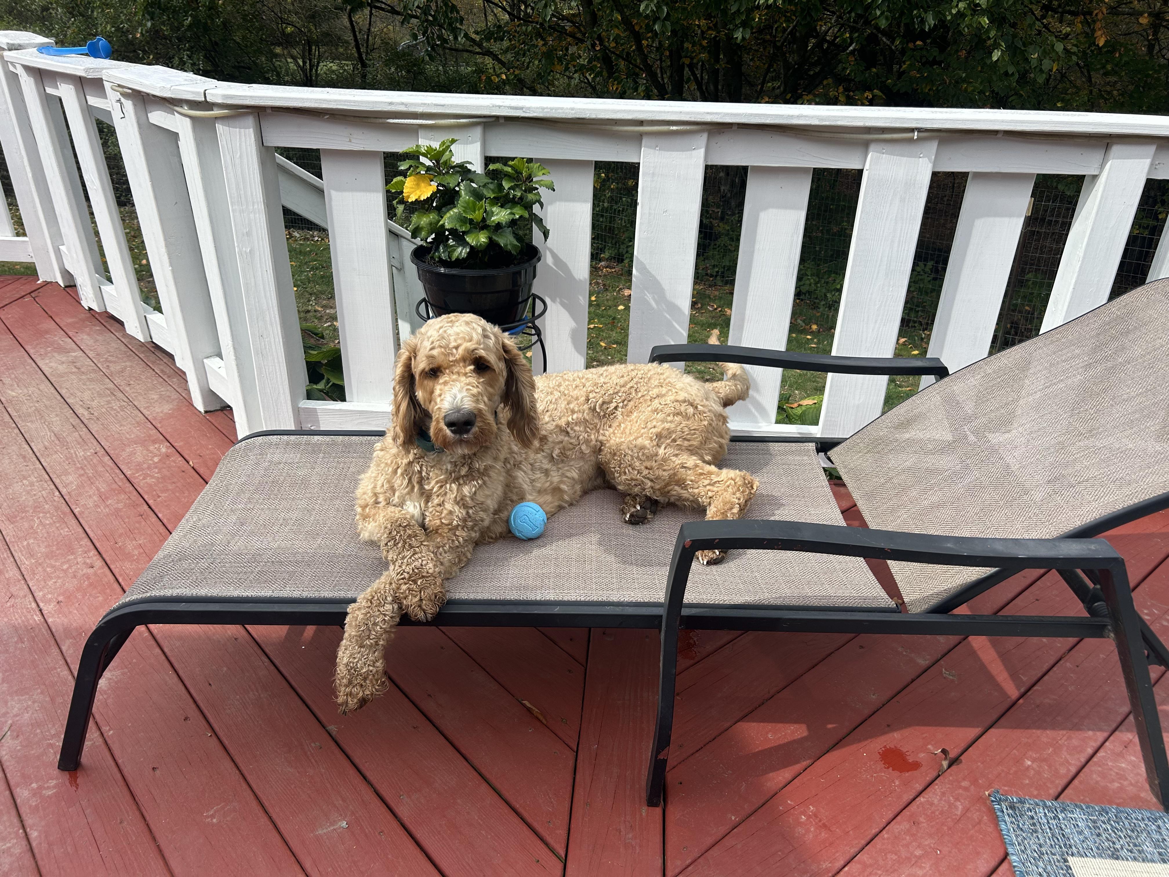 Leo, an adoptable Goldendoodle in Cowlesville, NY, 14037 | Photo Image 1
