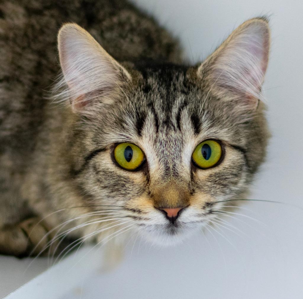 Stella, Adoptable, Adult Female Domestic Long Hair.