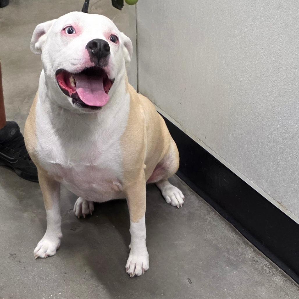 Chris, Adoptable, Adult Female Terrier & Terrier.